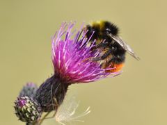 Bombus lapidarius